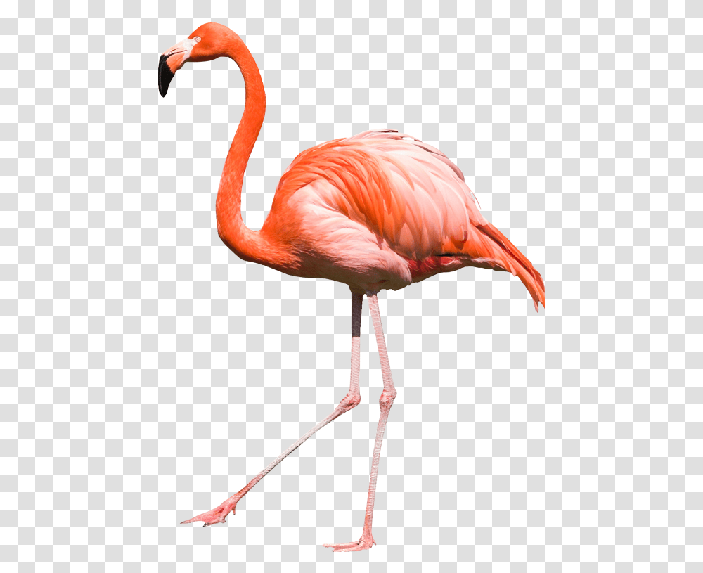 Download Flamingo Image Flamingo, Bird, Animal, Beak Transparent Png