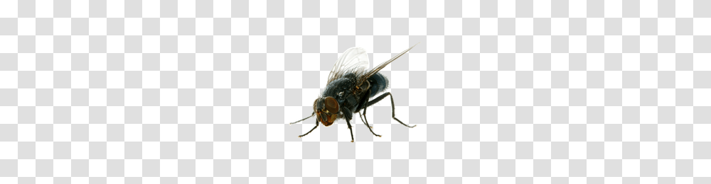 Download Flies Free Photo Images And Clipart Freepngimg, Fly, Insect, Invertebrate, Animal Transparent Png