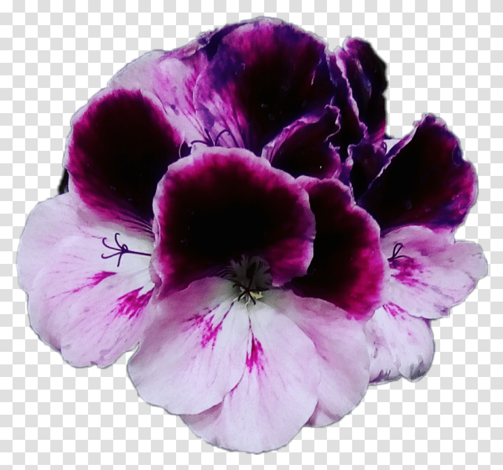 Download Flores Violet Violets Violetas Plants, Geranium, Flower, Blossom, Petal Transparent Png