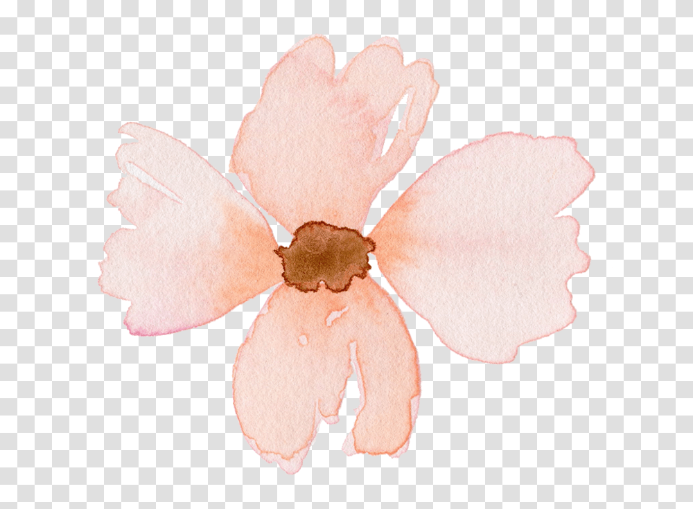 Download Flower 1 Phlox, Petal, Plant, Blossom, Cushion Transparent Png