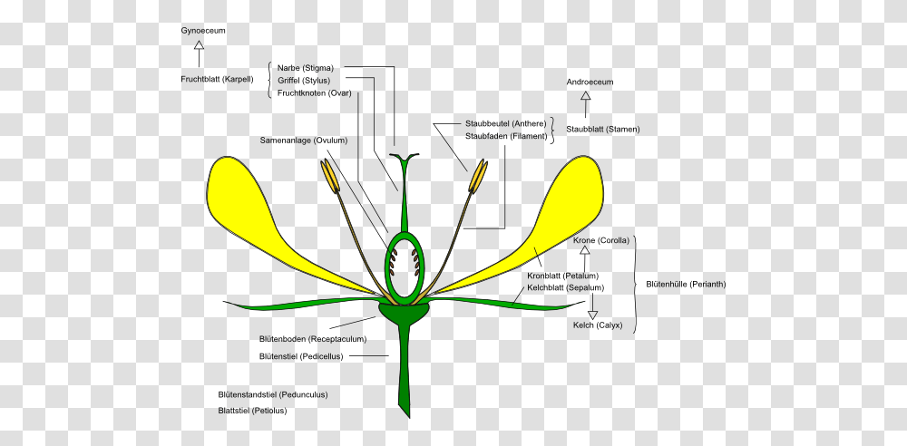 Download Flower Anatomy Clipart, Diagram, Plot, Cutlery, Plan Transparent Png