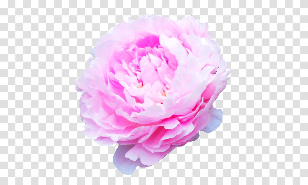 Download Flower Background Tumblr Flowers Of Common Peony, Plant, Blossom, Rose, Carnation Transparent Png