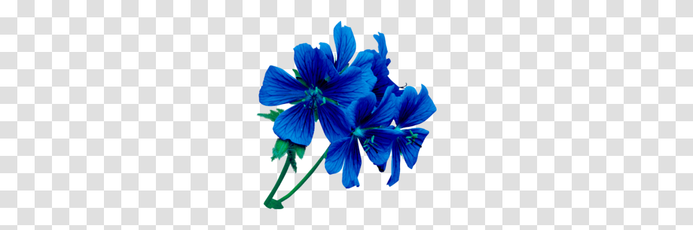 Download Flower Blue Clip Art, Geranium, Plant, Blossom, Flax Transparent Png