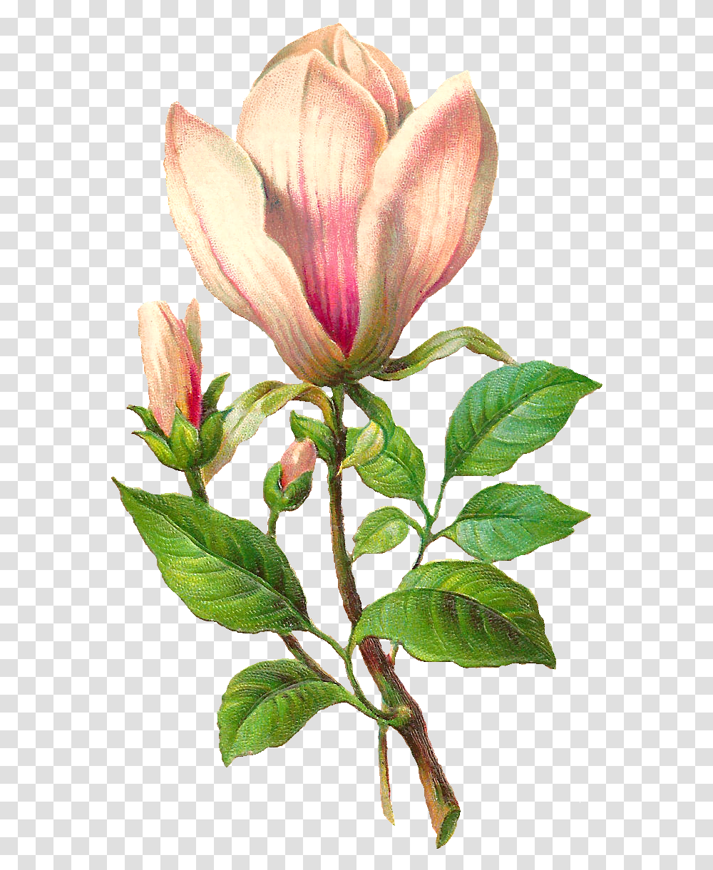 Download Flower Botanical Image Magnolia Flower Botanical Illustration, Plant, Acanthaceae, Petal, Leaf Transparent Png