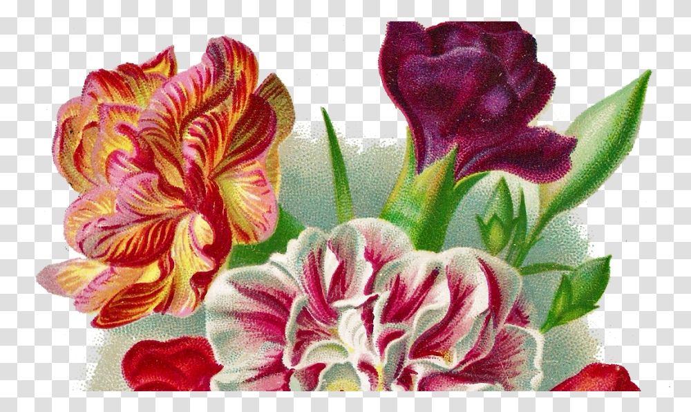 Download Flower Carnation Vintage Full Size Image Auguri Buon Onomastico Assunta, Plant, Blossom, Geranium, Flower Arrangement Transparent Png