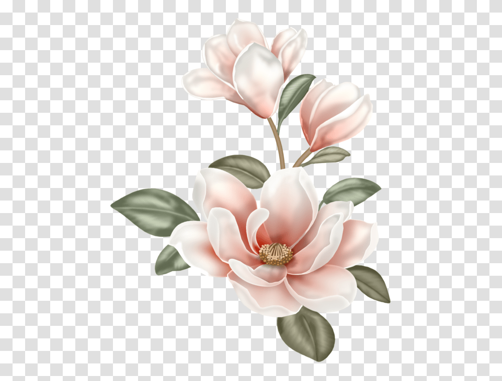 Download Flower Clip Art Boho Magnolia Flower, Plant, Blossom, Petal, Anther Transparent Png
