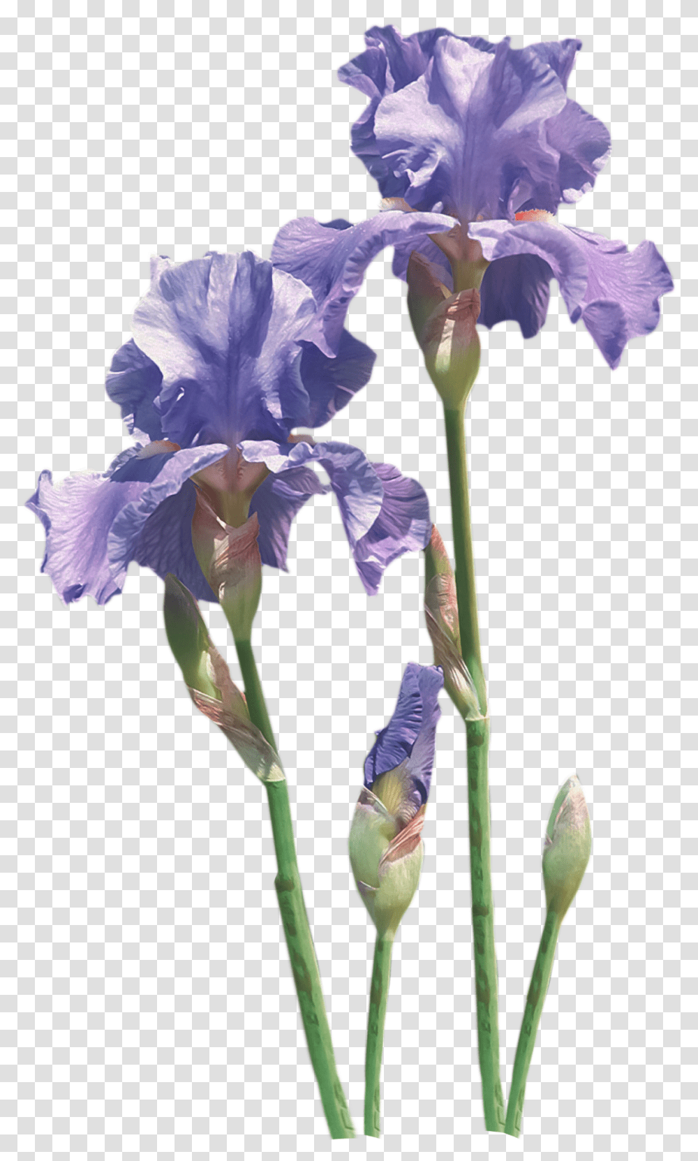 Download Flower Common Poppy Iris Transprent Free Flowering Plant, Blossom, Bird, Animal, Geranium Transparent Png