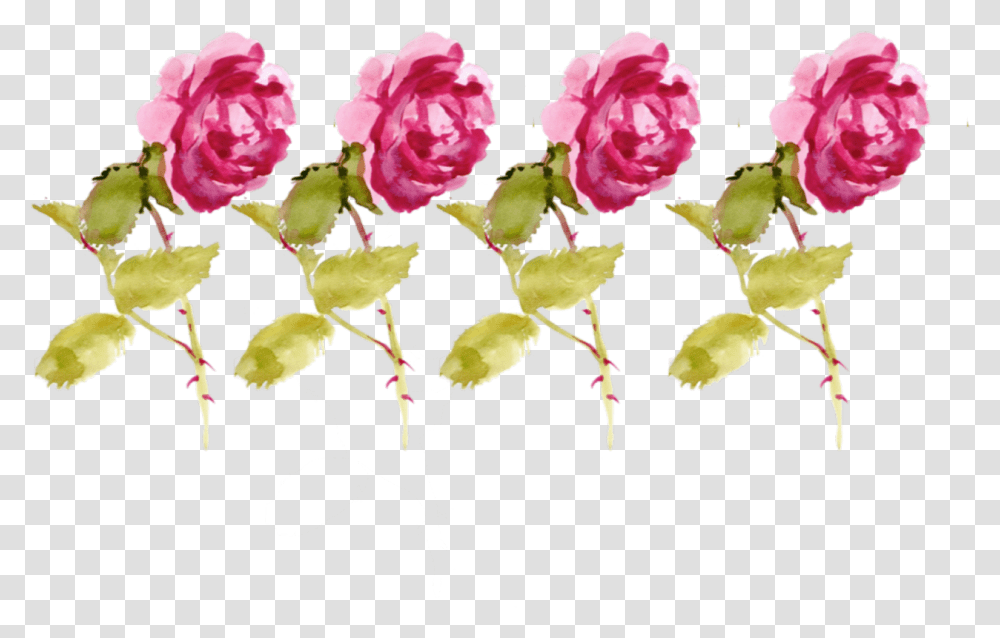 Download Flower Drawing Floral, Plant, Rose, Blossom, Petal Transparent Png