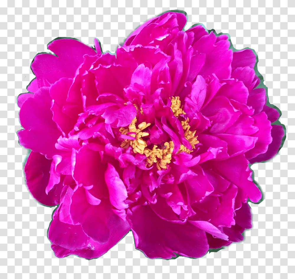 Download Flower Floral Peony Peonies Fuschia Yellow Pink Common Peony, Plant, Blossom, Rose Transparent Png