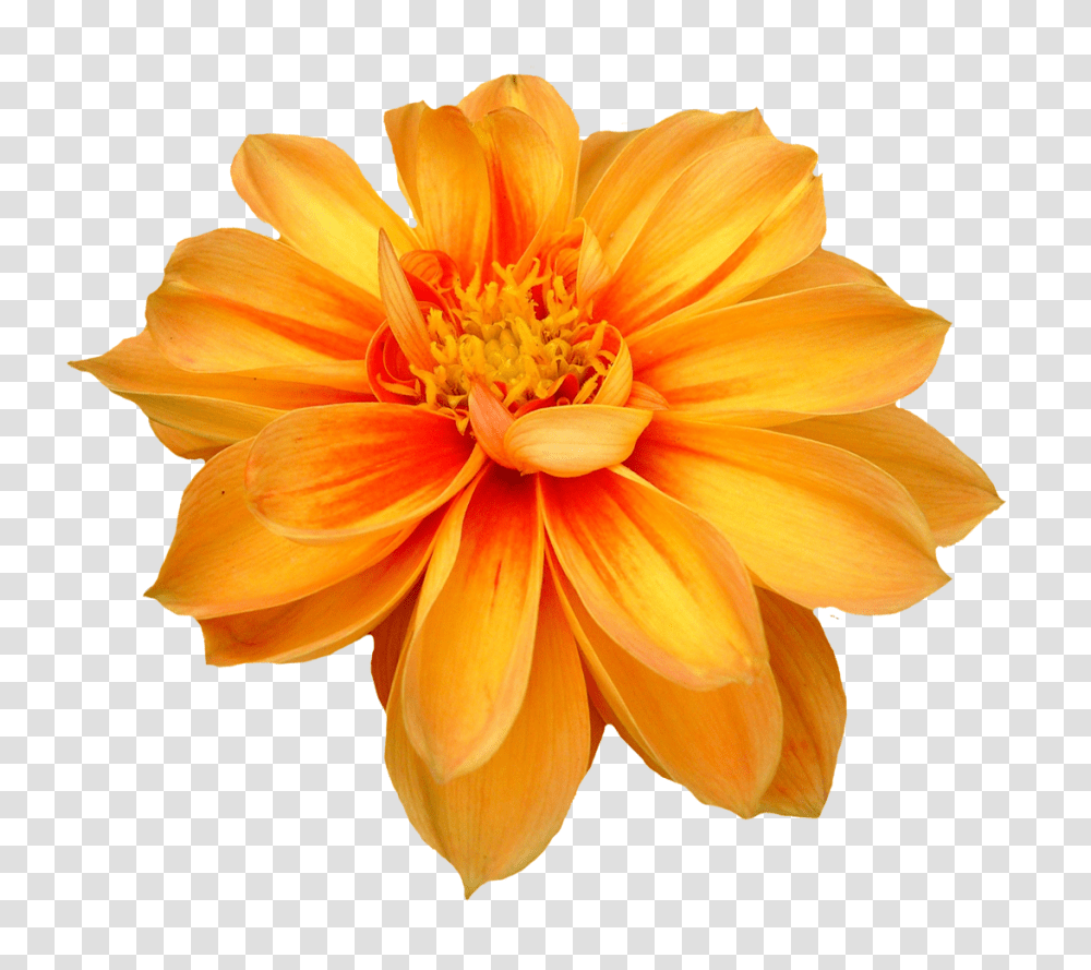 Download Flower Free Flower, Dahlia, Plant, Blossom, Anther Transparent Png