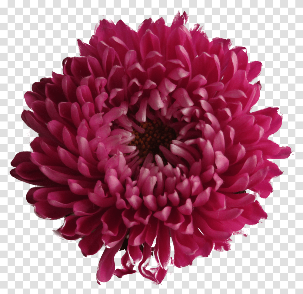 Download Flower Free Image And Clipart Chrysanthemum Flower Pink Background, Dahlia, Plant, Blossom, Daisy Transparent Png