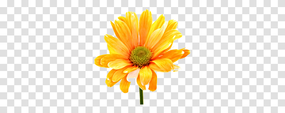 Download Flower Free Image And Clipart Flower, Plant, Blossom, Anther, Daisy Transparent Png