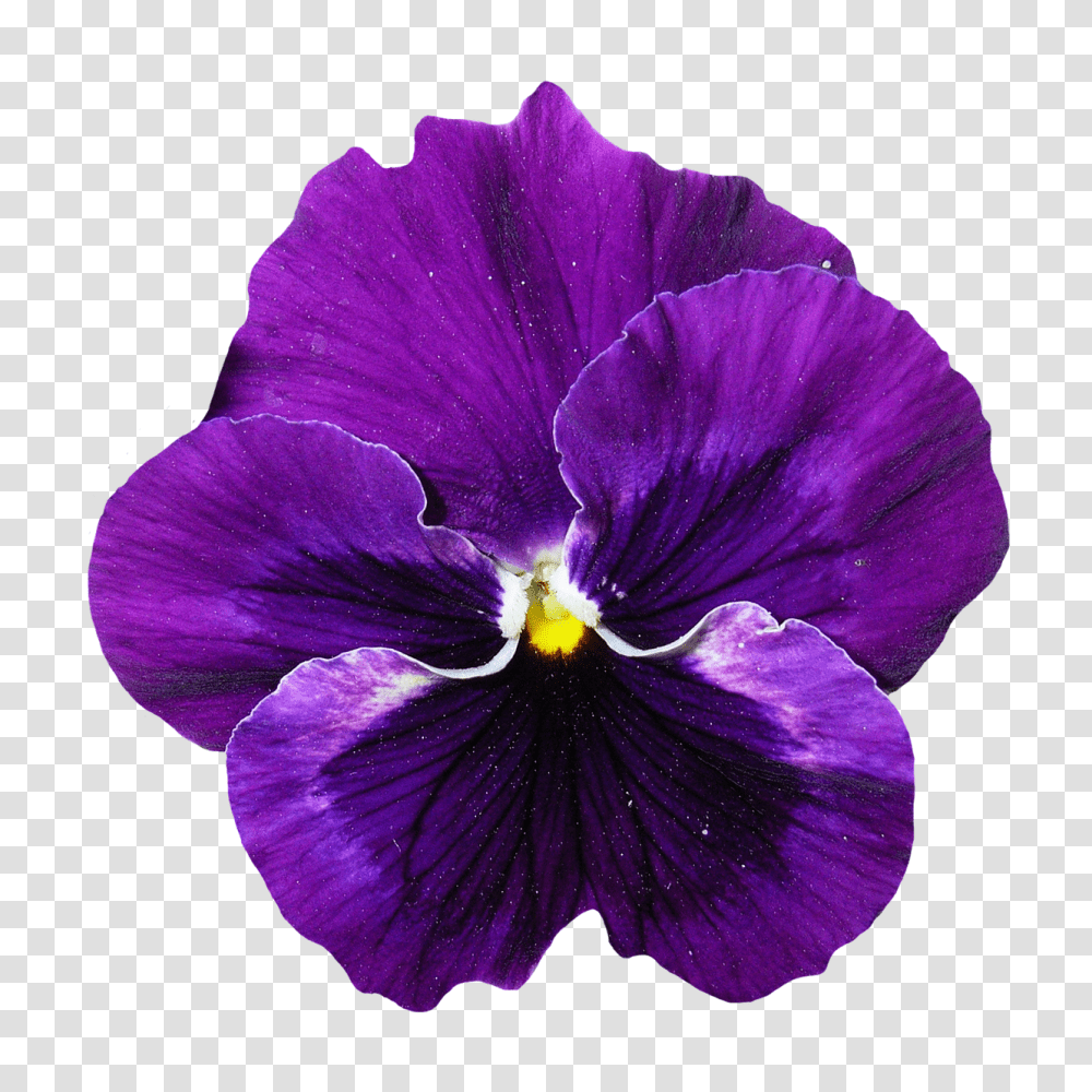 Download Flower Free Image And Clipart Pansy Flower, Plant, Blossom, Geranium, Iris Transparent Png