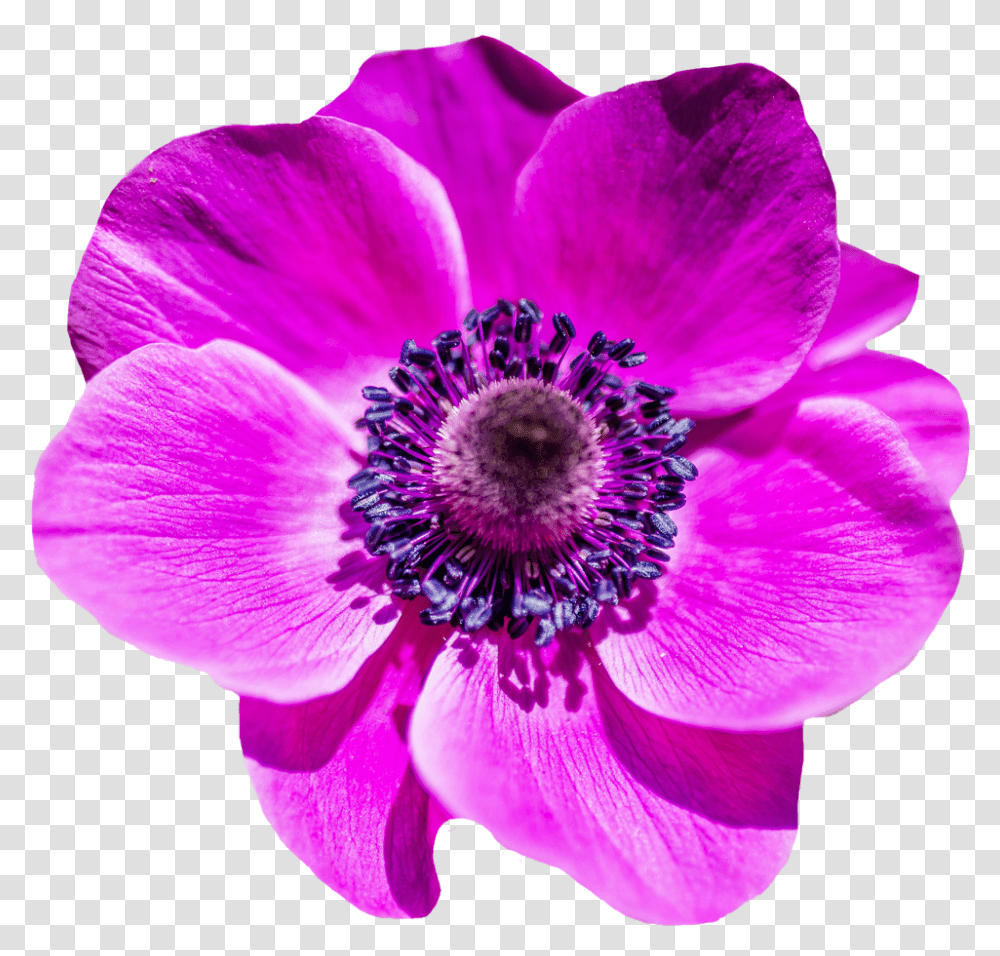 Download Flower Image For Free Flower Image, Anemone, Plant, Blossom, Anther Transparent Png