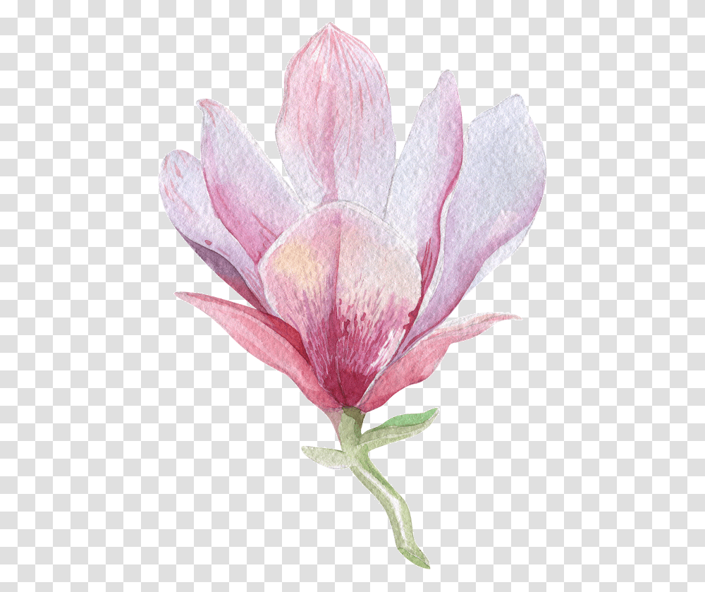 Download Flower Left Orquideas Acuarela Full Size Watercolor Magnolia Flower Tattoo, Plant, Blossom, Petal, Lily Transparent Png