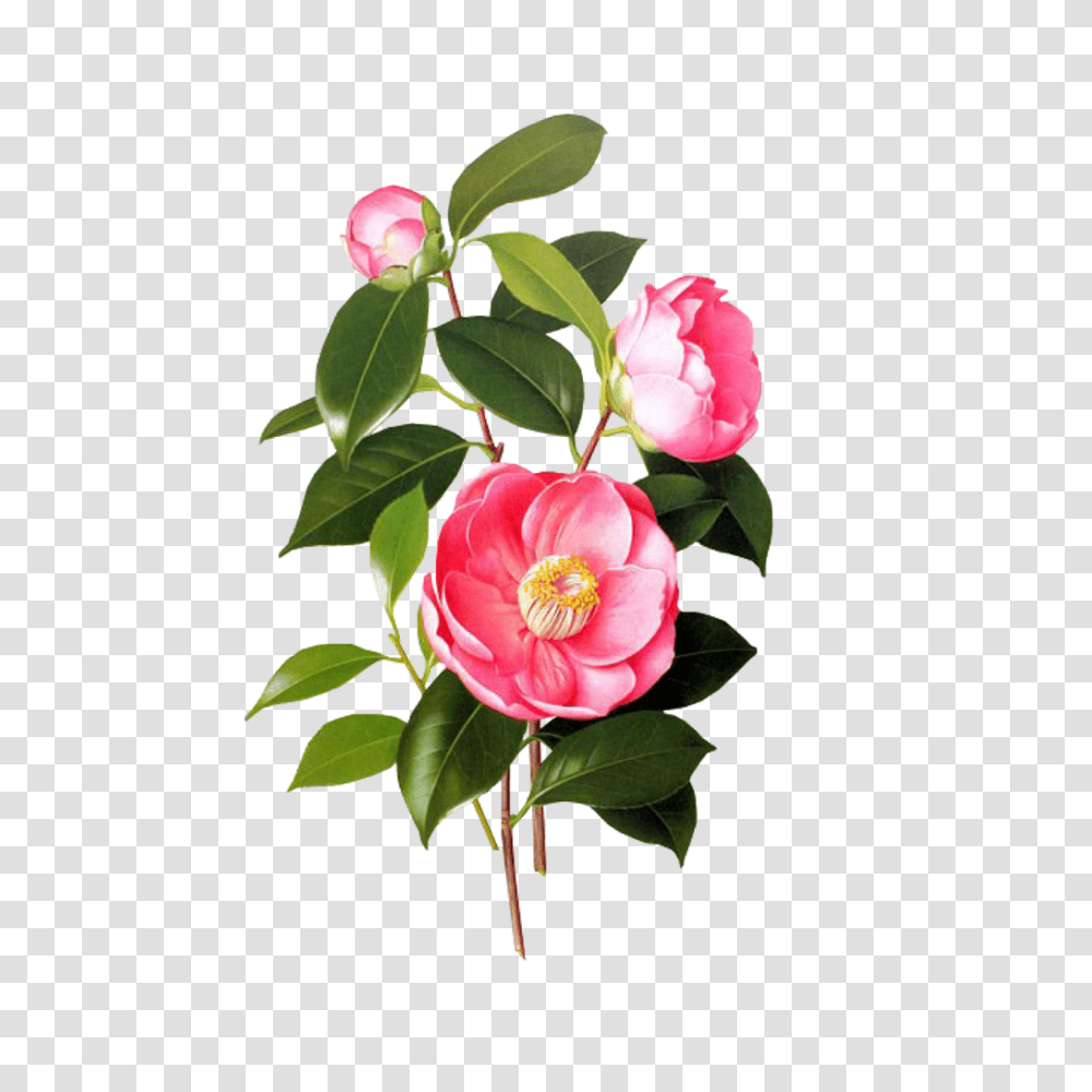 Download Flower Pink Spring Overlay Free Kpopedit Edits Camellia Japonica Illustration, Plant, Blossom, Rose, Peony Transparent Png