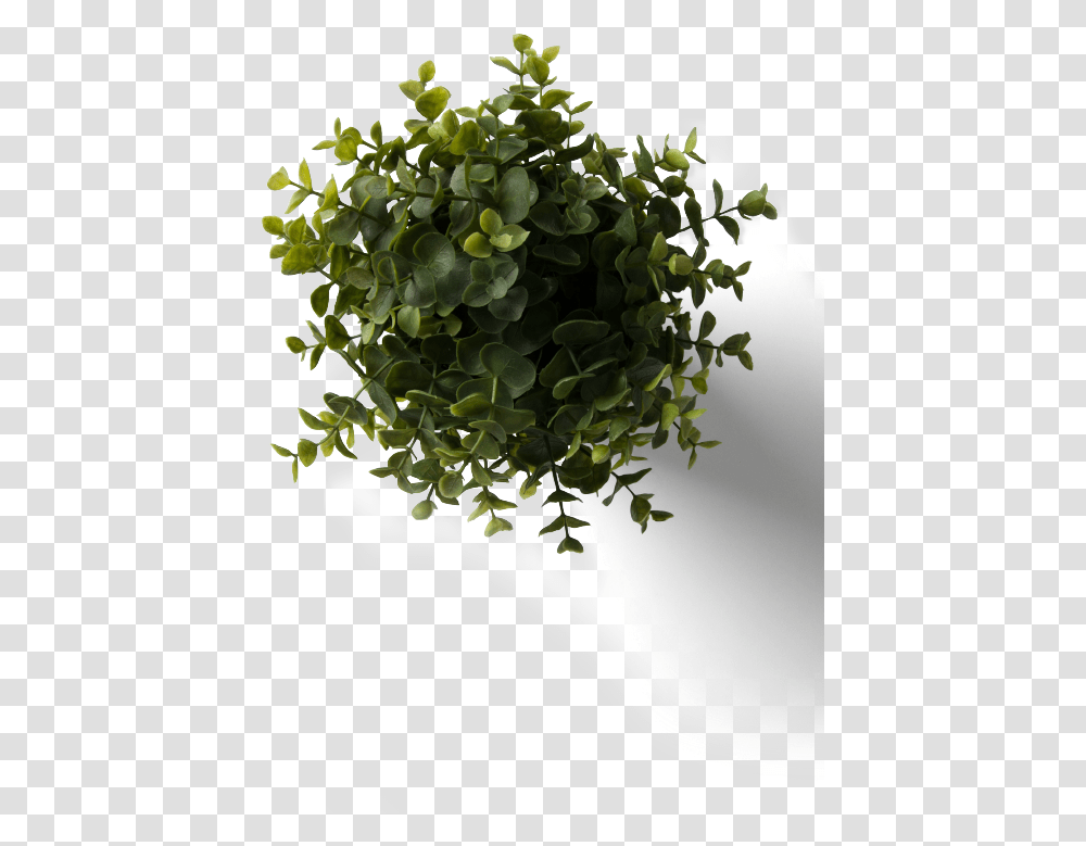 Download Flower Plant Top View With Plant Top View, Leaf, Vegetation, Potted Plant, Vase Transparent Png