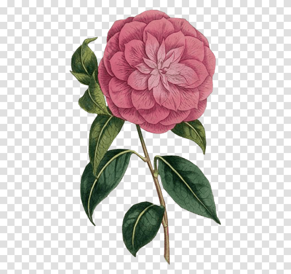 Download Flower Spring Pink Free Overlays Overlay William Curtis Botanist, Plant, Blossom, Dahlia, Geranium Transparent Png