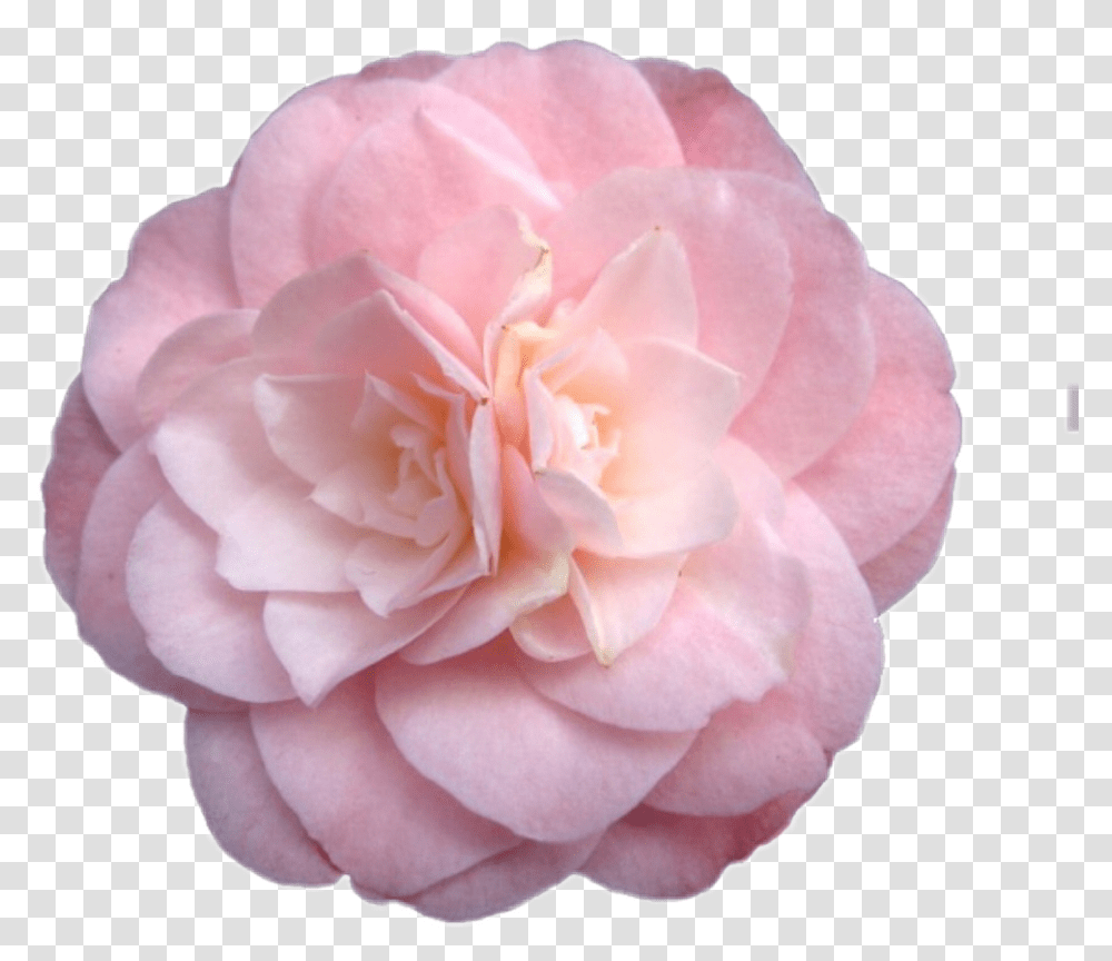 Download Flower Sticker Niche Nichememe Freetoedit Pink Flowers Tumblr, Plant, Blossom, Rose, Dahlia Transparent Png