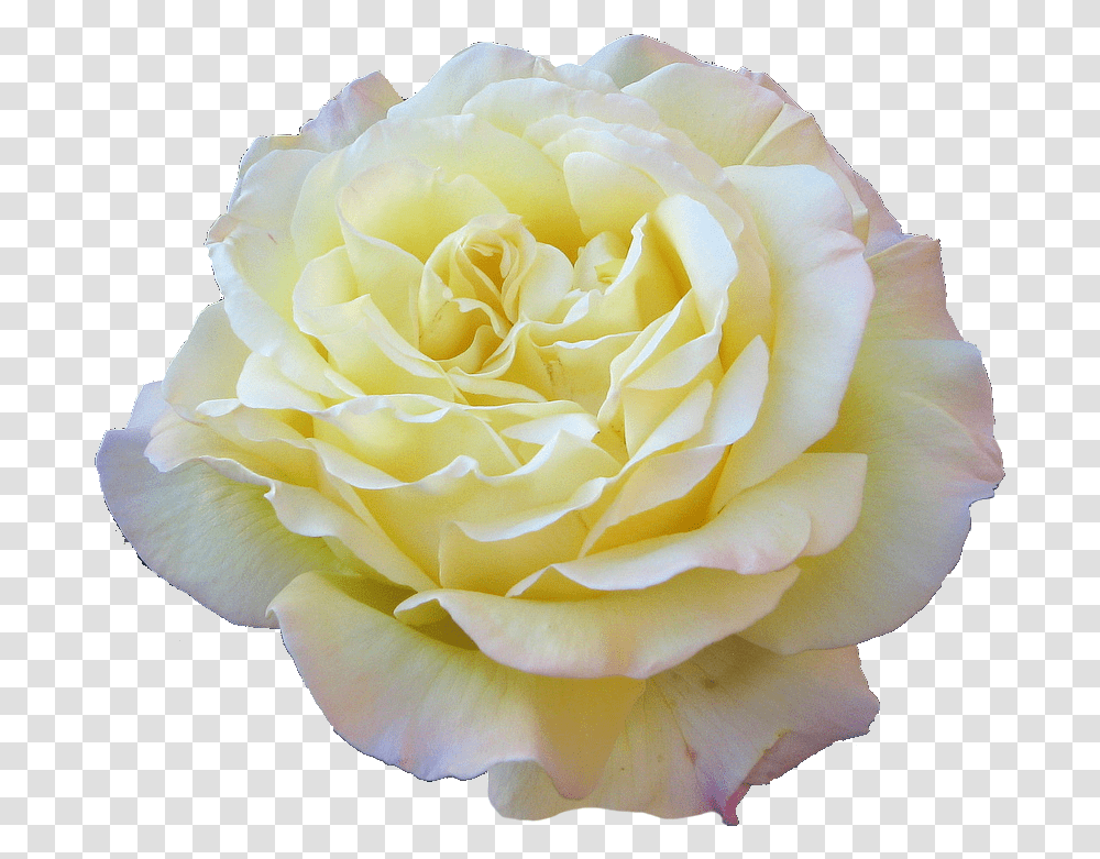 Download Flower Tumblr Flowers Floribunda, Rose, Plant, Blossom, Petal Transparent Png