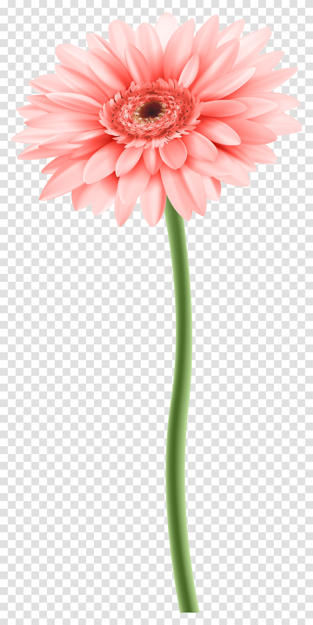 Download Flower With Stem Image Flower With Stem, Plant, Blossom, Amaryllis, Daisy Transparent Png
