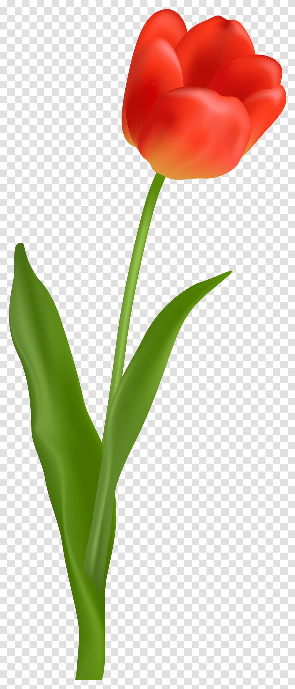 Download Flower With Stem Picture Red Tulip Flower, Plant, Blossom, Vegetable, Food Transparent Png