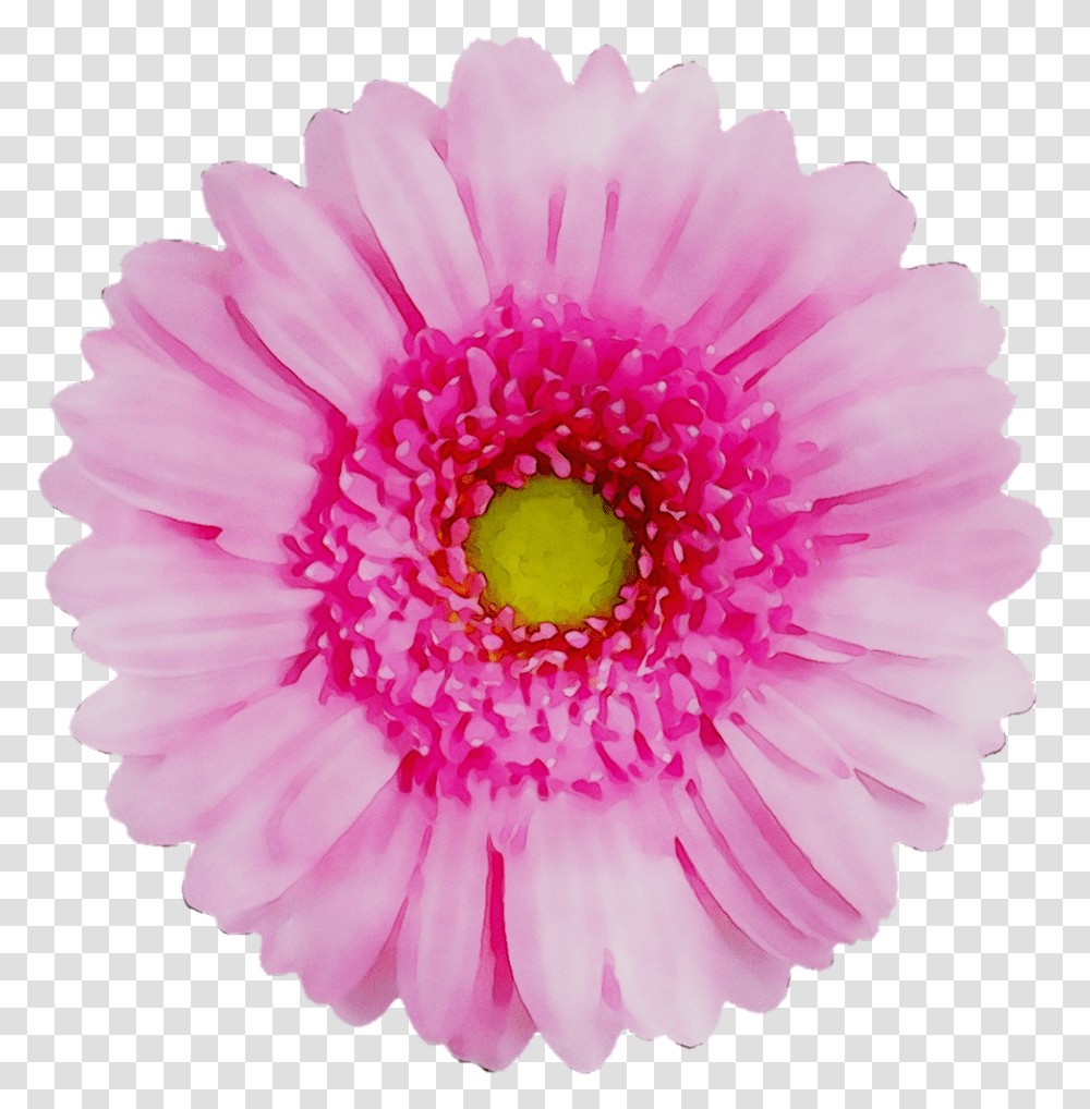 Download Flower Yellow Transvaal Chrysanthemum Daisy Red Flower With No Back Ground, Plant, Blossom, Petal, Dahlia Transparent Png