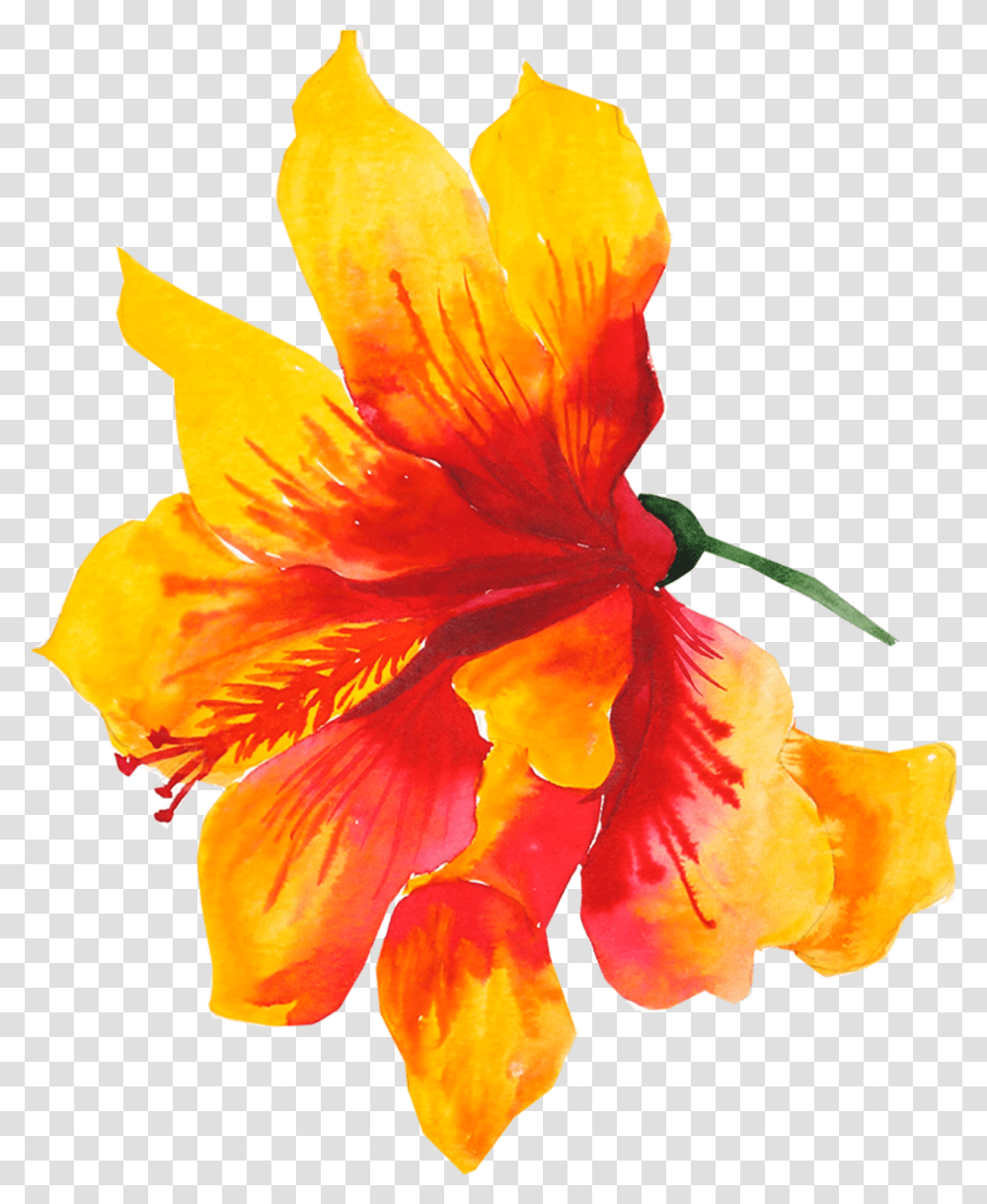 Download Flower Yellow Watercolor Painting Drawing Yellow Watercolor Flower, Plant, Petal, Blossom, Hibiscus Transparent Png