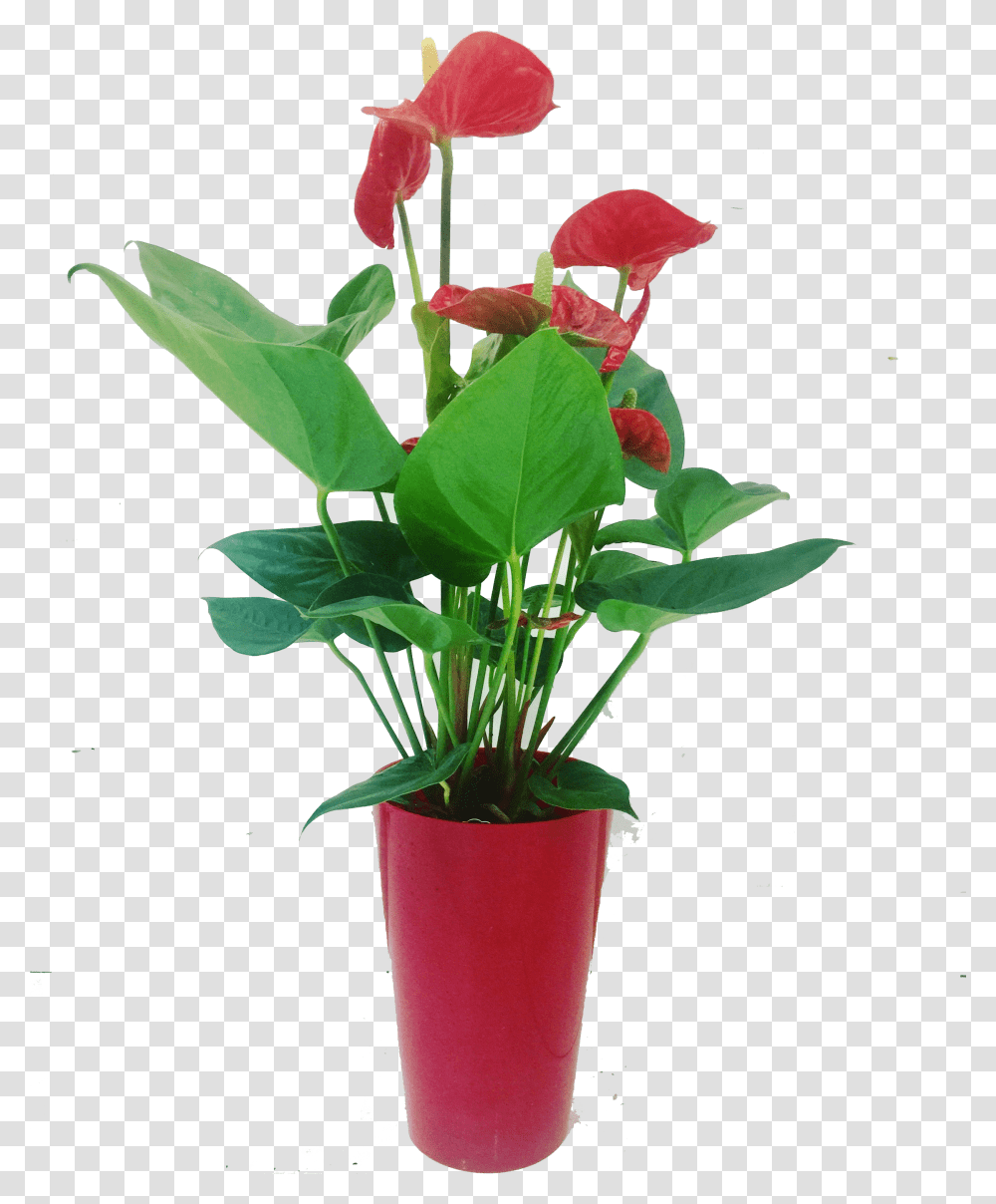 Download Flowerpot Full Size Image Pngkit Flowerpot, Plant, Blossom, Anthurium, Flower Arrangement Transparent Png