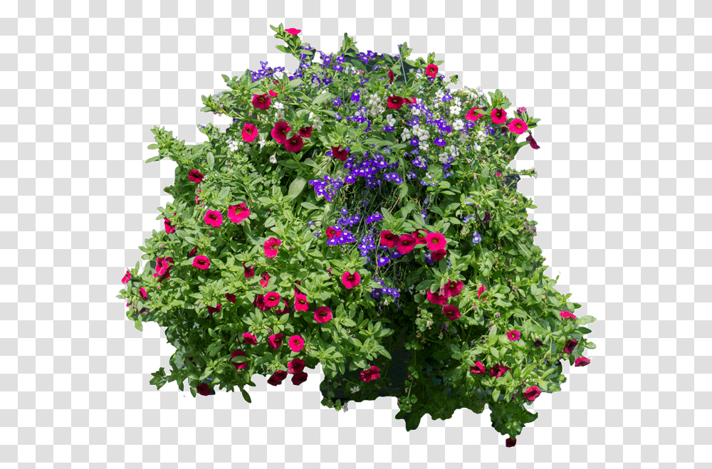 Download Flowers And Bushes Hanging Flowers Flower Arbusto Con Flores, Geranium, Plant, Blossom, Flower Bouquet Transparent Png