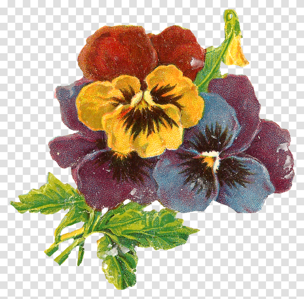 Download Flowers Art Floral Wildflower Pansy Botanical Illustration, Plant, Blossom, Geranium, Iris Transparent Png