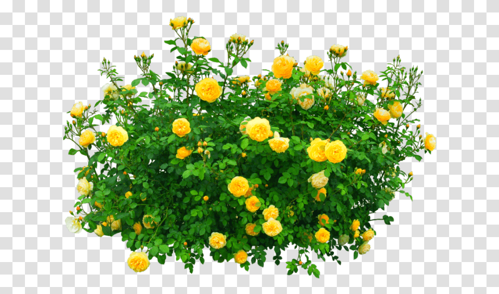 Download Flowers Bush Yellow Nature Yellow Flower Bush Flower Plant, Floral Design, Pattern, Graphics, Art Transparent Png