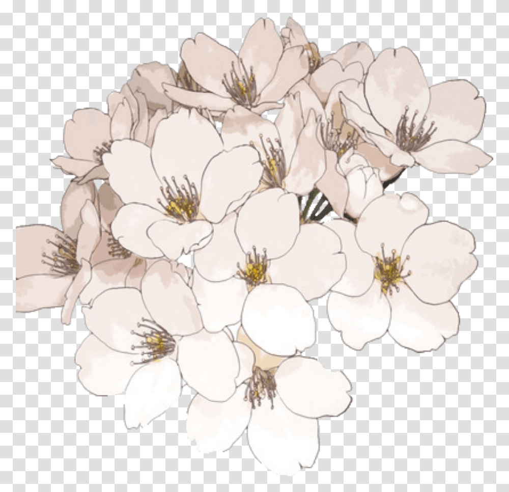 Download Flowers Clip Art Hd Overlays Flowers, Plant, Blossom, Cherry Blossom, Geranium Transparent Png