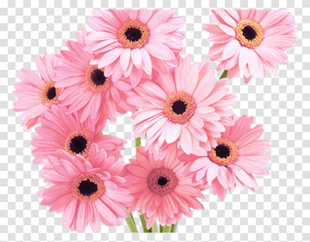 Download Flowers Pink Tumblr Vaporwave Aesthetic Flower Flower Pink Hd, Plant, Daisy, Daisies, Blossom Transparent Png