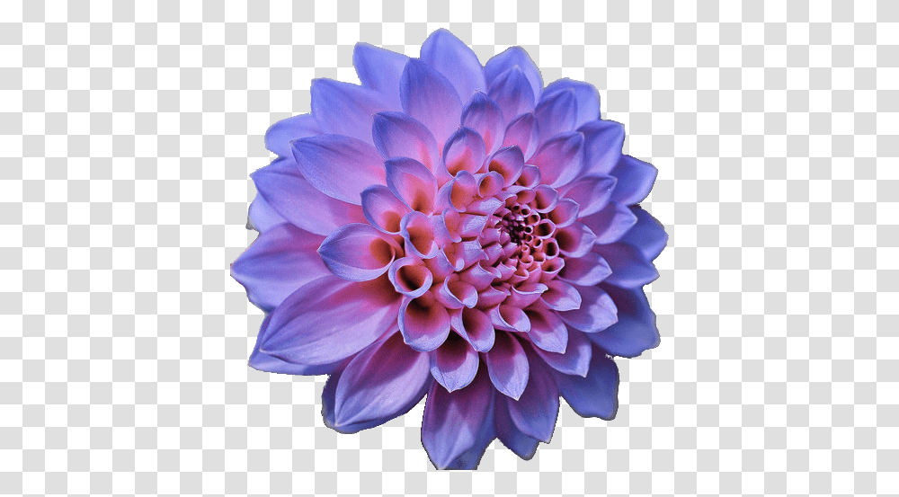 Download Flowers Tumblr Crown Flower Editor, Dahlia, Plant, Blossom, Rose Transparent Png