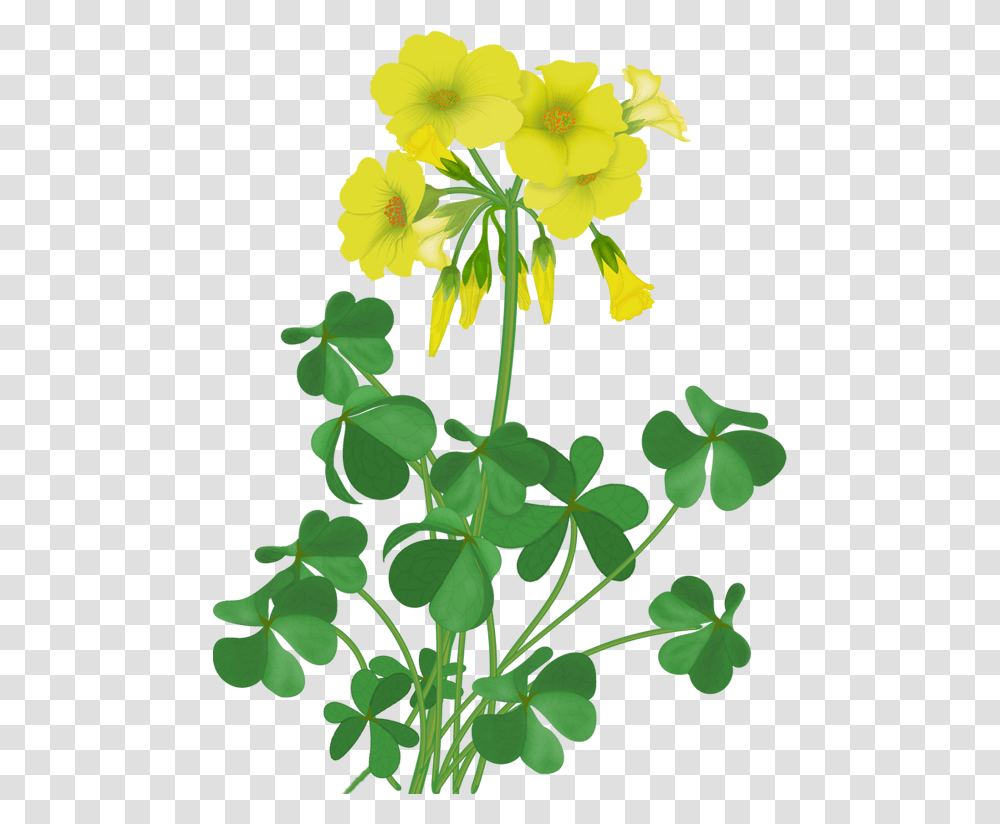 Download Flowers Vector Wildflowers Illustration Full Primrose Clipart, Plant, Blossom, Acanthaceae, Leaf Transparent Png