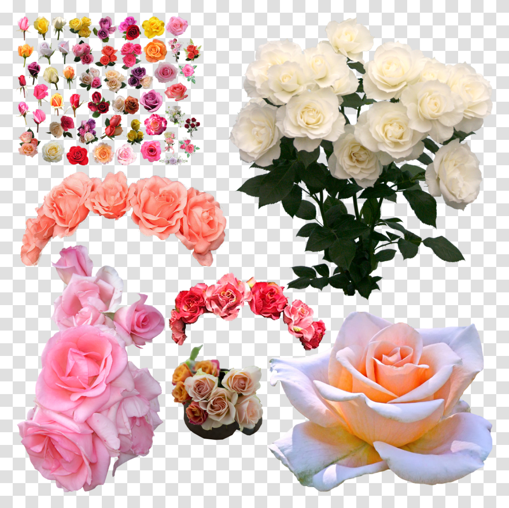 Download Flowers White Rose Pink White Flower Rose, Plant, Blossom, Petal, Floral Design Transparent Png