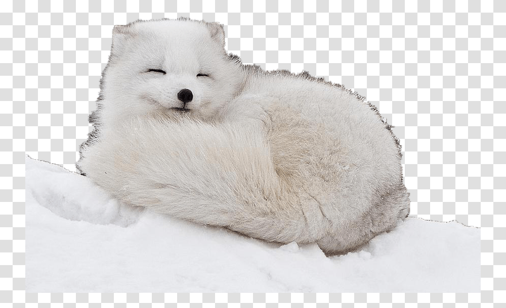Download Fluffiest Animals In The World, Fox, Wildlife, Mammal, Arctic Fox Transparent Png