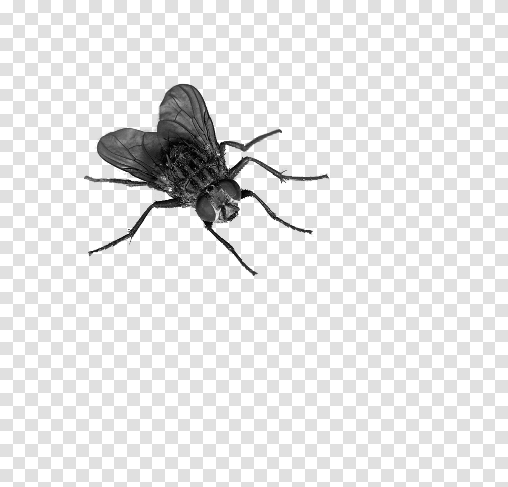 Download Fly 4 Hq Image In Background Fly, Insect, Invertebrate, Animal, Asilidae Transparent Png