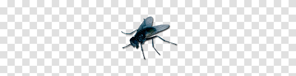Download Fly Free Photo Images And Clipart Freepngimg, Insect, Invertebrate, Animal, Asilidae Transparent Png