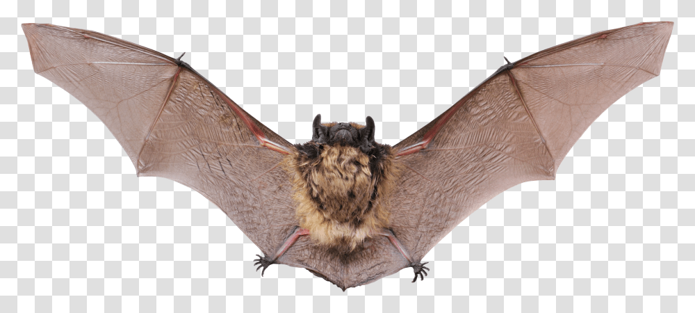 Download Flying Bat Image For Free Animals Live In Cave Transparent Png