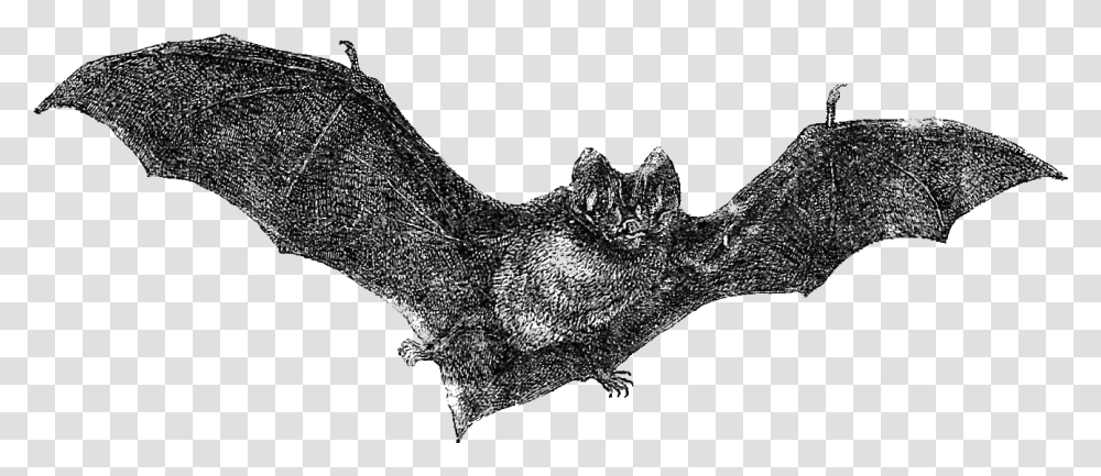 Download Flying Bats Vintage Halloween Art Vintage Bat, Wildlife, Mammal, Animal, Sock Transparent Png