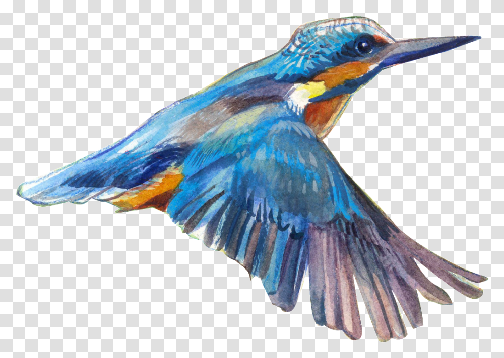 Download Flying Bird Bird Image With No Flying Bird, Animal, Bee Eater, Bluebird, Jay Transparent Png