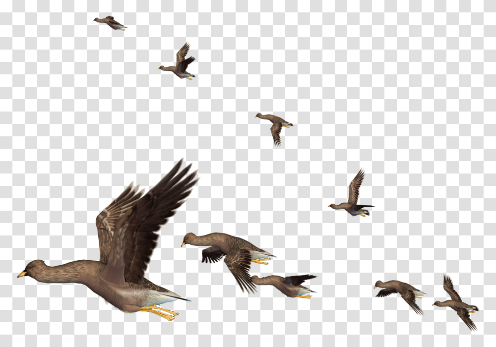 Download Flying Bird Clipart Realistic Birds Flying, Animal, Flock, Kite Bird, Finch Transparent Png