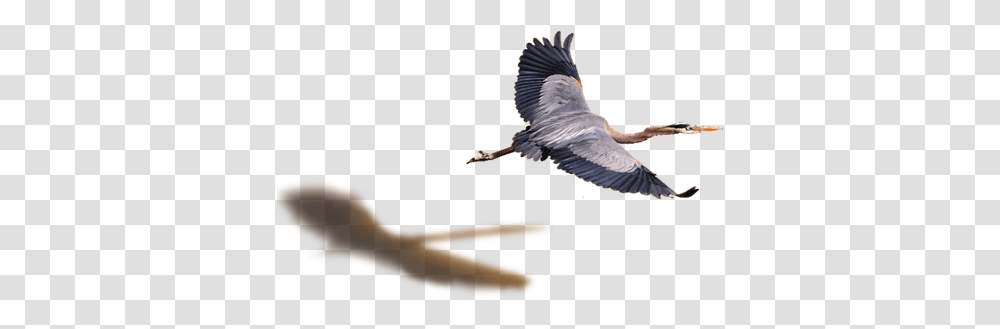 Download Flying Bird Heron Flying Image With Ciconiiformes, Animal, Waterfowl, Ardeidae, Stork Transparent Png