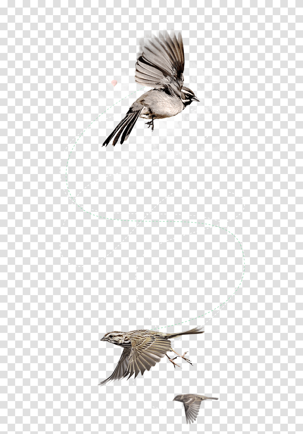 Download Flying Bird Old World Flycatchers, Animal, Text, Vulture Transparent Png