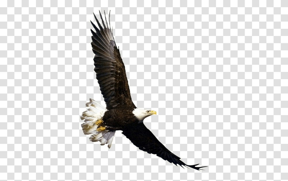 Download Flying Eagle Bird Fly In The Sky, Animal, Bald Eagle Transparent Png