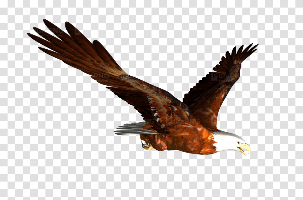 Download Flying Eagle Clipart Bald Eagle Clip Art Eagle, Bird, Animal, Hawk, Insect Transparent Png