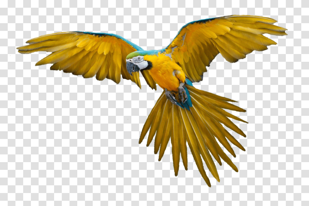 Download Flying Parrot Bird Flying Gif, Animal, Macaw, Honey Bee, Insect Transparent Png