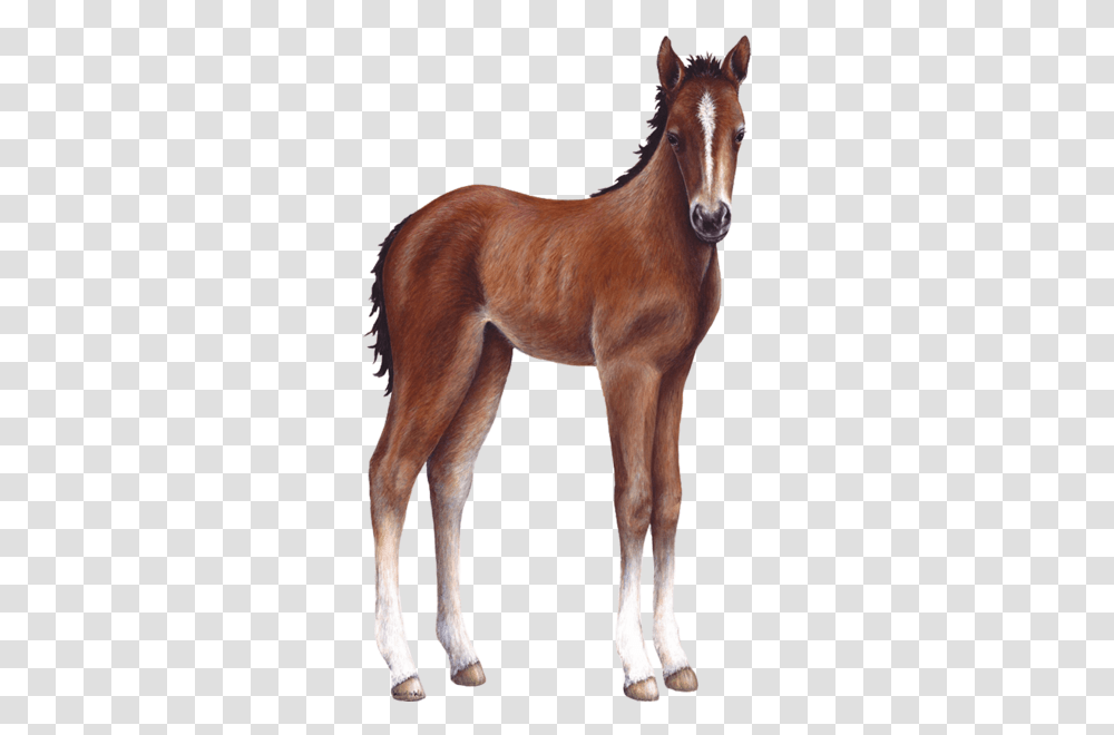Download Foal Farm Animal Wall Decal Sticker Baby Horse, Mammal, Colt Horse Transparent Png
